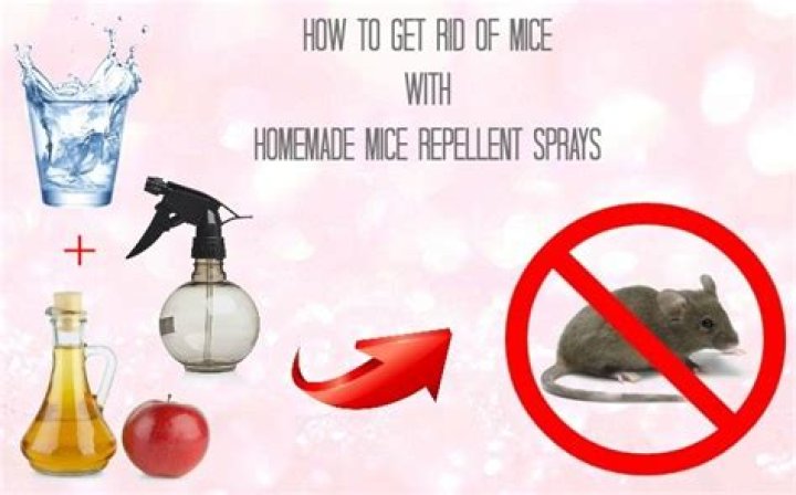 How to get rid of mice naturally
