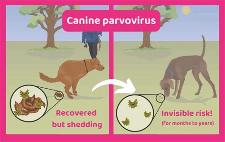Parvovirose Tem Cura - How To Discuss