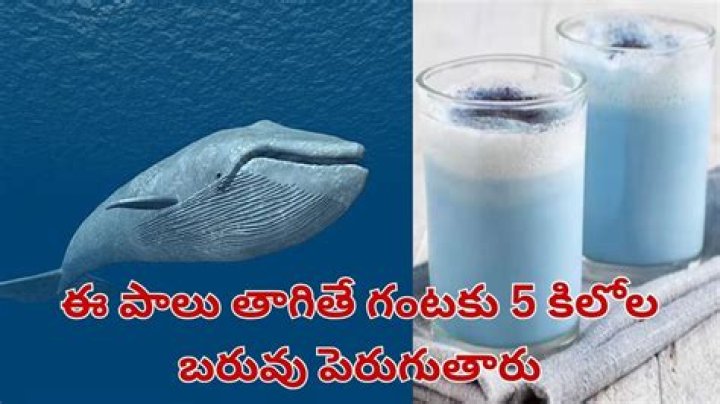 Whale Milk - How To Discuss