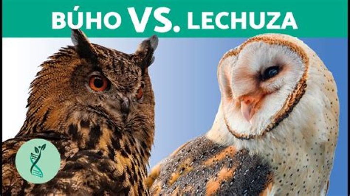 What Is A Lechuza - How To Discuss